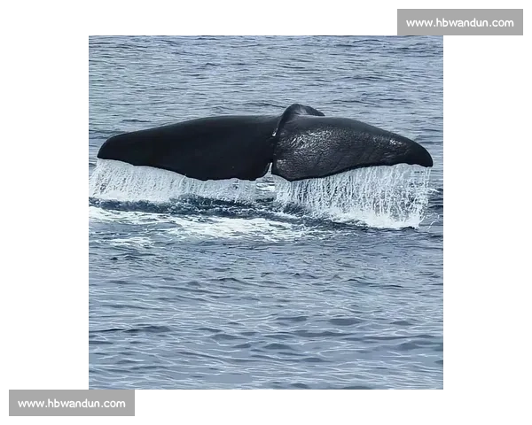 海焰之灵亮相！白海豚跃浪燃动湾区全运激情
